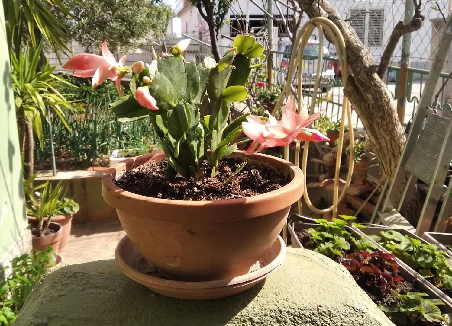 *** בית הארחה טרוגיר Apartmani Yucca קרואטיה